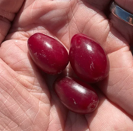 Cornus mas – Kornelkirsche Dunkle Süße ´Szafer`, Dirndlstrauch – Bild 6