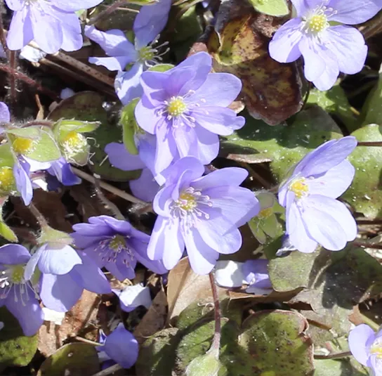 Hepatica nobilis – Leberblümchen – Bild 6