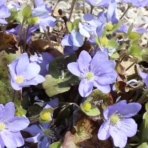 Hepatica nobilis – Leberblümchen