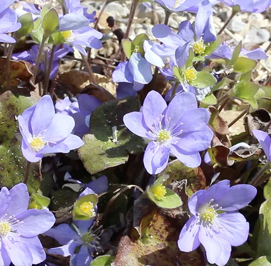 Hepatica nobilis – Leberblümchen – Bild 2