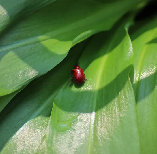 Allium ursinum – Bärlauch (im Topf) – Bild 5