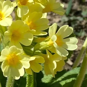 Primula elatior – Hohe Schlüsselblume