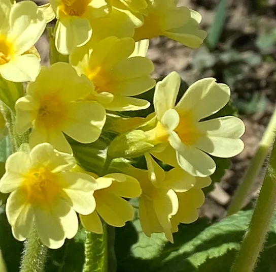 Primula elatior – Hohe Schlüsselblume – Bild 2