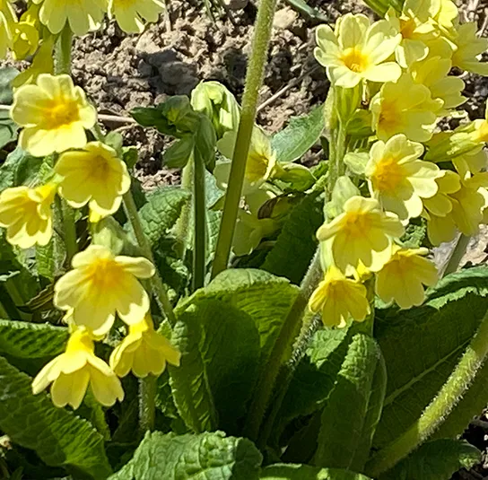 Primula elatior – Hohe Schlüsselblume – Bild 3