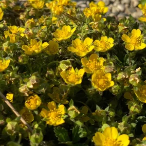 Potentilla neumanniana – Frühlings-Fingerkraut