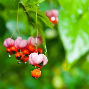 Euonymus verrucosus – Warziges Pfaffenhütchen