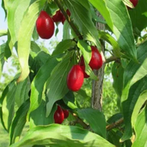 Cornus mas – Kornelkirsche Große Frühe ´Dublany`