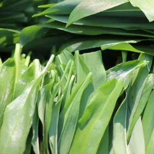 Allium ursinum – Bärlauch (im Topf)