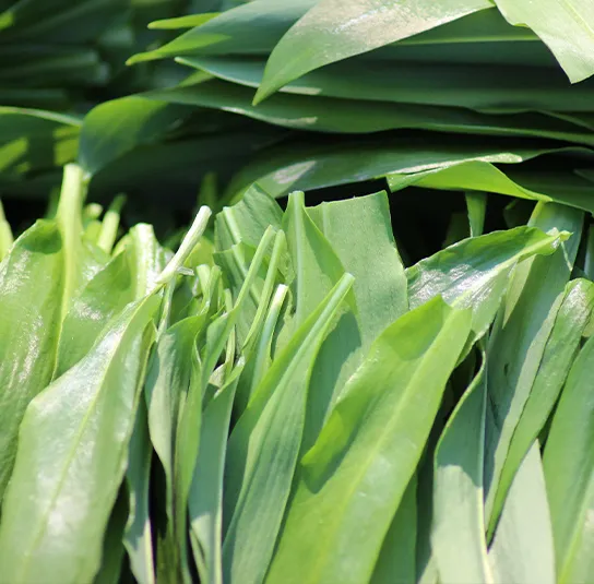 Allium ursinum – Bärlauch (im Topf) – Bild 2