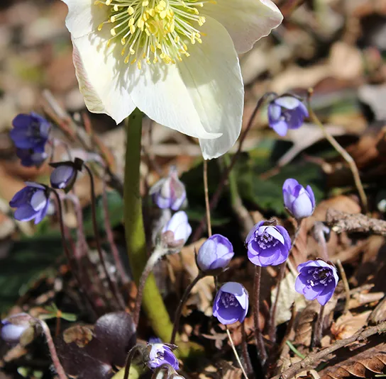 Hepatica nobilis – Leberblümchen – Bild 5