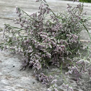 Strandflieder – Limonium im Bund Lila