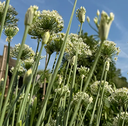 Allium tuberosum – Schnittknoblauch – Herbstblühender Knoblauch (im Topf) – Bild 6