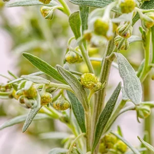 Artemisia absinthium – Echter Wermut