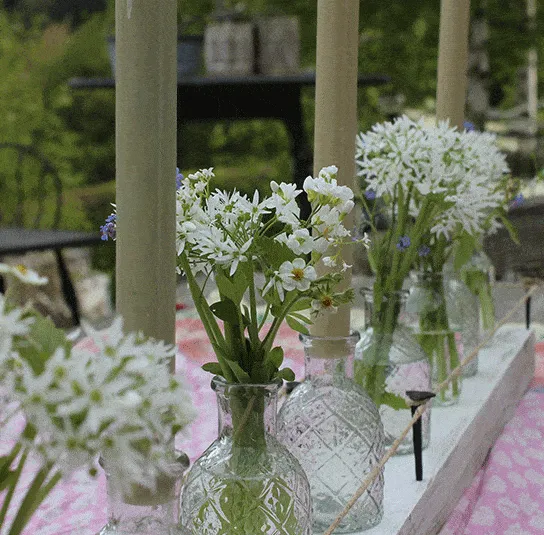 Allium ursinum – Bärlauch (im Topf) – Bild 9