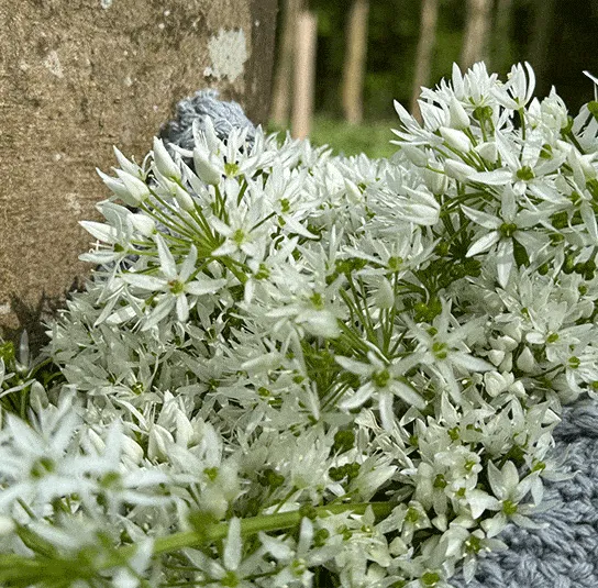 Allium ursinum – Bärlauch (im Topf) – Bild 4