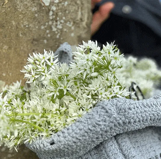 Allium ursinum – Bärlauch (im Topf) – Bild 6