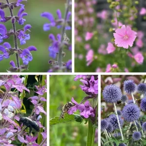 Kombi Blauschwarze Holzbiene – 5 Top Futterpflanzen – Ersparnis 2,20