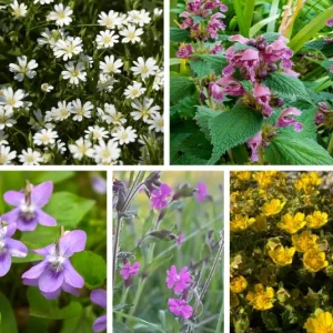 Frühlingserwachen – Kombination 2 (Ersparnis 2€) – 5 Pflanzen