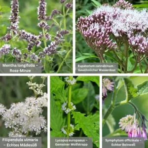 Wuchskräftige Pflanzpartner 5 Pflanzen Kombi (Ersparnis: 3,20€)