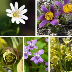 Frühlingserwachen – Kombination 1 (Ersparnis 2€) – 5 Pflanzen