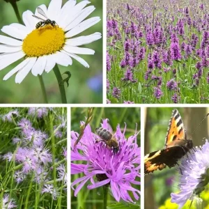 Belebungspaket Blumenwiese – Aus Wiese mach Blumenwiese – 5 Pflanzen