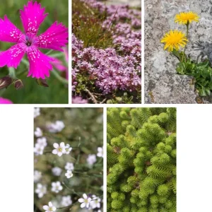 Belebungspaket trockene Wiese – 5 oder 15 Pflanzen