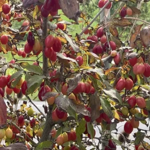 Cornus mas – Kornelkirsche ´Koral Mark` reichtragende, süße Fruchtsorte