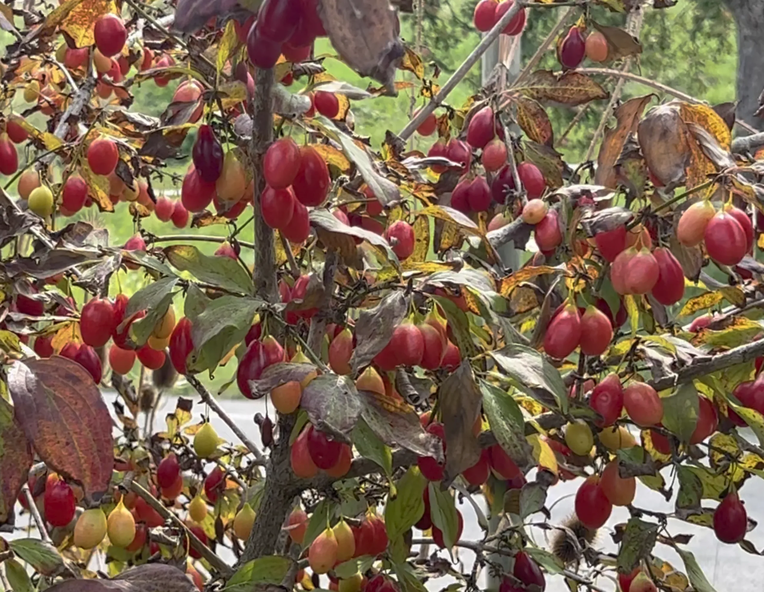 Cornus mas – Kornelkirsche Dunkle Süße ´Szafer`, Dirndlstrauch – Bild 3