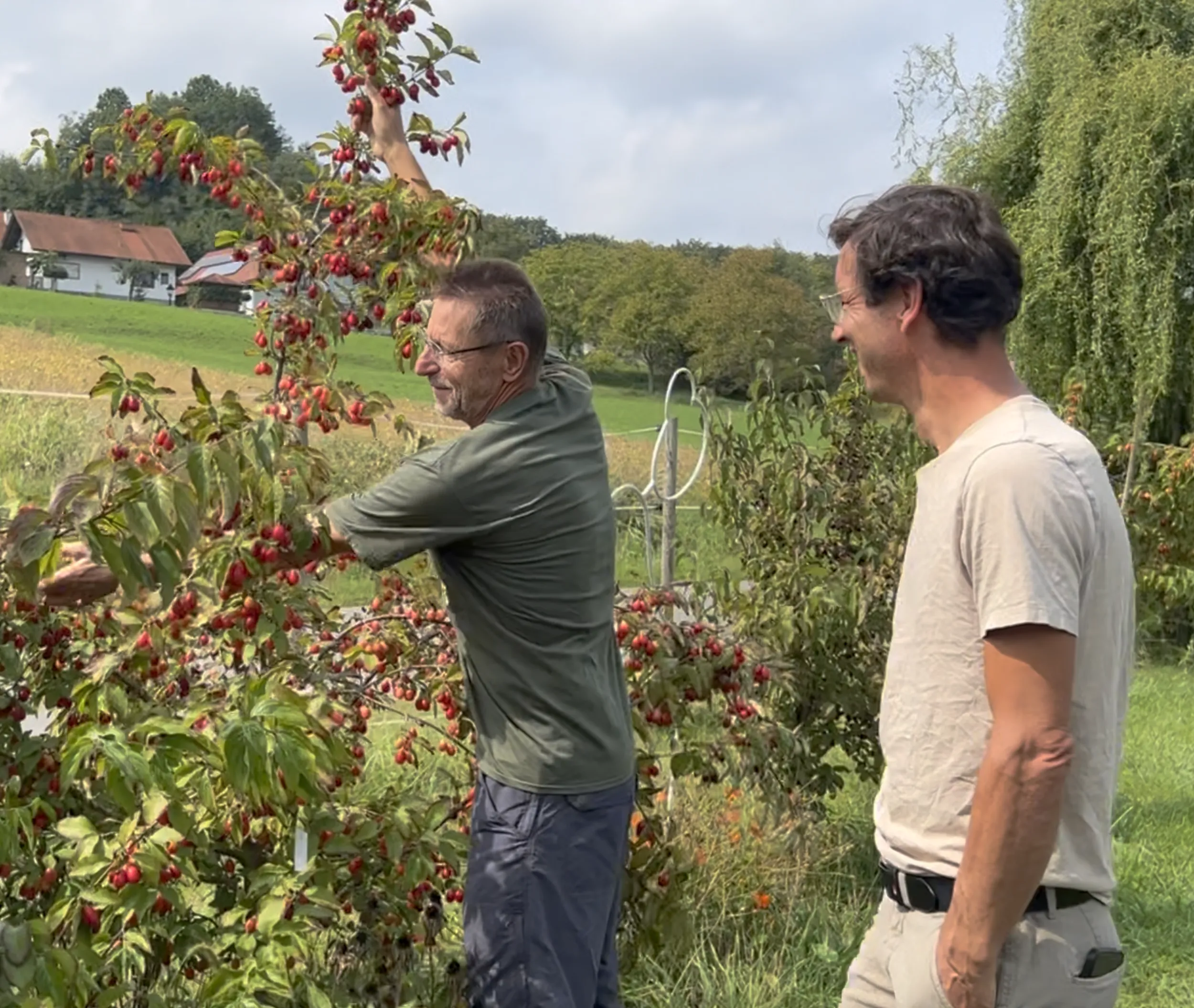 Cornus mas – Kornelkirsche Dunkle Süße ´Szafer`, Dirndlstrauch – Bild 4