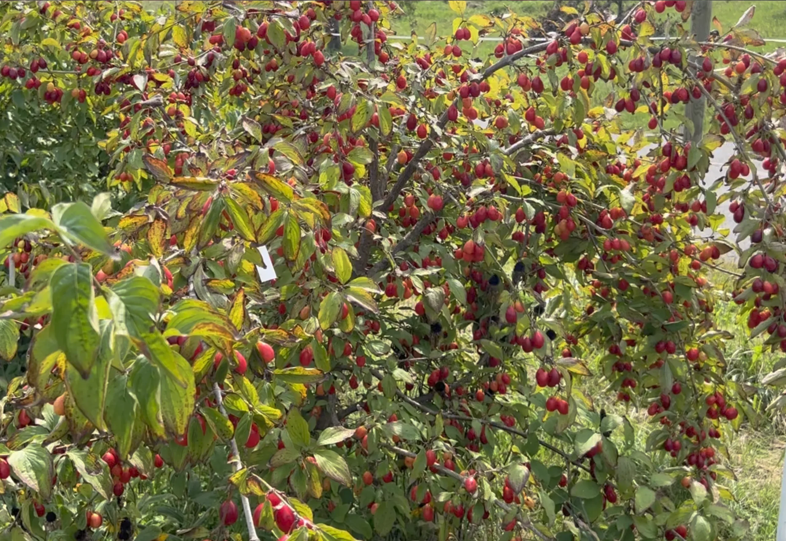 Cornus mas – Kornelkirsche Dunkle Süße ´Szafer`, Dirndlstrauch – Bild 7