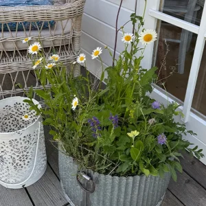 Blumenwiese im Topf – sonnig