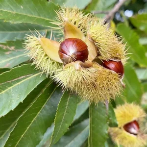 Castanea sativa – Edelkastanie, Maroni