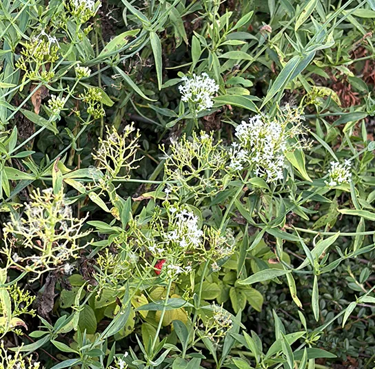 Centranthus ruber – Weiße Spornblume ´Albus` – Bild 3