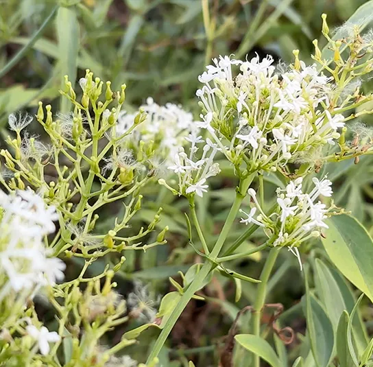 Centranthus ruber – Weiße Spornblume ´Albus` – Bild 4