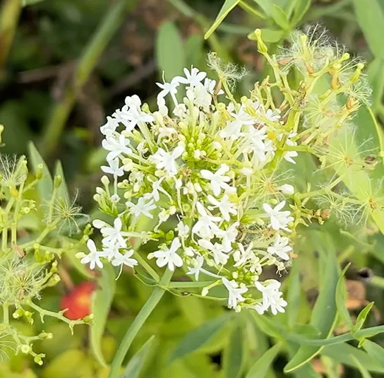 Centranthus ruber – Weiße Spornblume ´Albus` – Bild 5
