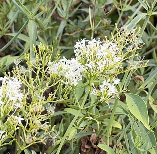 Centranthus ruber – Weiße Spornblume ´Albus` – Bild 6