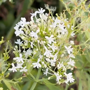 Centranthus ruber – Weiße Spornblume ´Albus`