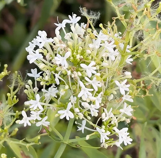 Centranthus ruber – Weiße Spornblume ´Albus`