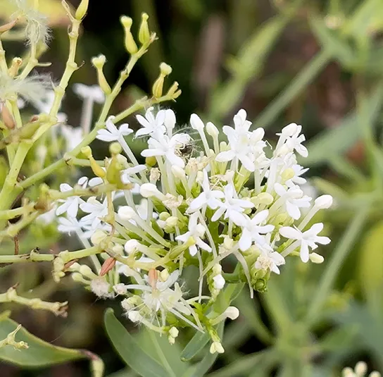 Centranthus ruber – Weiße Spornblume ´Albus` – Bild 8