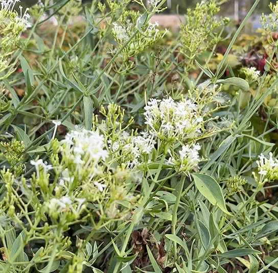 Centranthus ruber – Weiße Spornblume ´Albus` – Bild 9