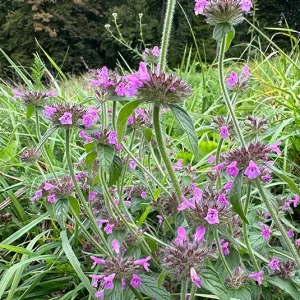 Clinopodium vulgare – Wirbeldost