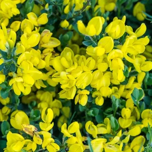 Cytisus decumbens – Kissenginster