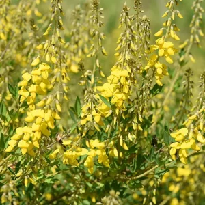 Cytisus nigricans – Schwärzender Geißklee