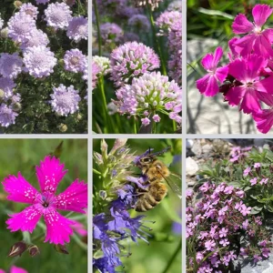 Pflanzen für den Balkonkasten oder Topf sonnig  und hitzeverträglich (Ersparnis 2,20€) – 6 Pflanzen