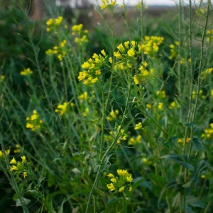 Wilde Rauke, Schmalblättrige Doppelsame (Diplotaxis tenuifolia) Saatgut
