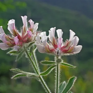 Dorycnium hirsutum –  Backenklee (Lotus hirsutum)