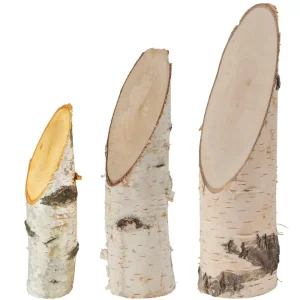 Birkenstämmchen schräger Schnitt