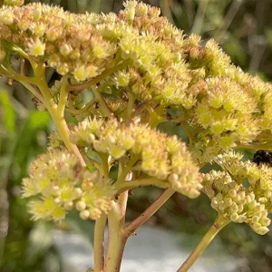 Hylotelephium telephium – Seltene Wildform Große Fetthenne