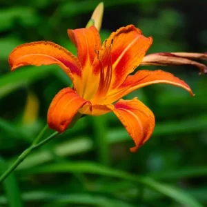 Lilium bulbiferum – Feuer-Lilie Rarität