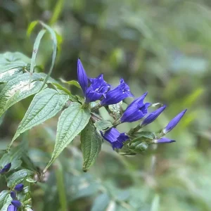 Gentiana asclepiadea – Schwalbenwurz-Enzian
